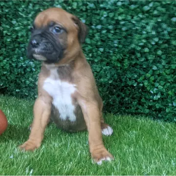 Patton | image 2
