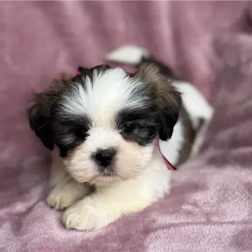 Junebug | image 6