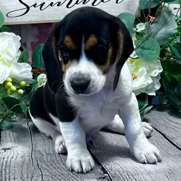 Teddy | image 2