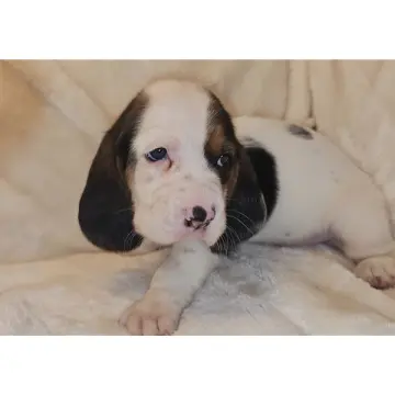 Henry | image 4