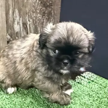 Baxter | image 2