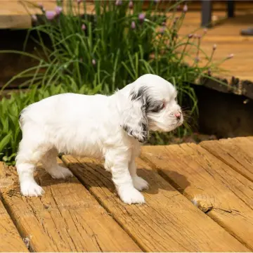 Gracie | image 4