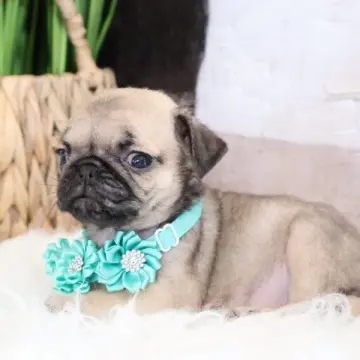 Nikki | image 2