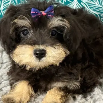 Gabby | image 4