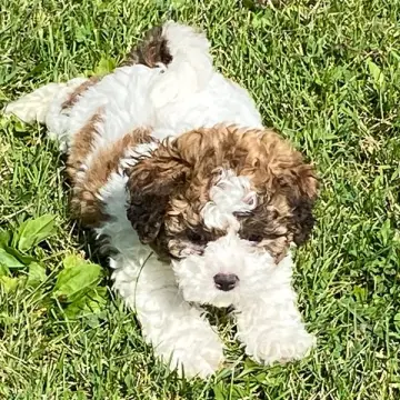 Eloise | image 3