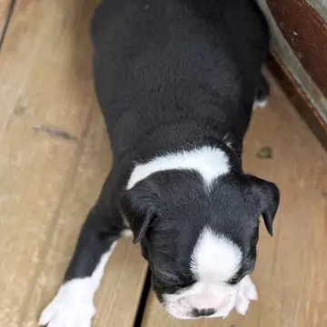 Lester | image 3