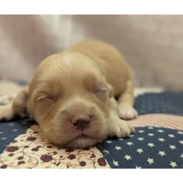 Lucas | image 7