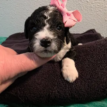 Delilah