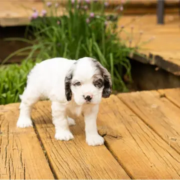 Gunner | image 3