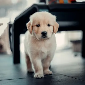 Test advertisement about - Charming Golden Retriever Puppies For Sale | image 3