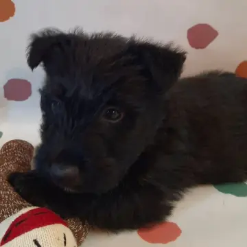 Otis | image 4