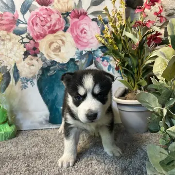 Beatrice | image 2
