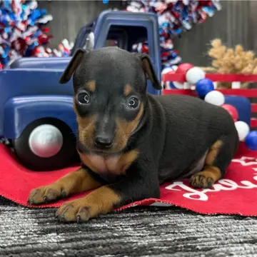 Enzo