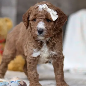 Maddie | image 4