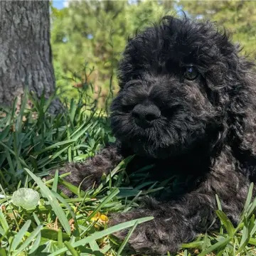 Nigel
