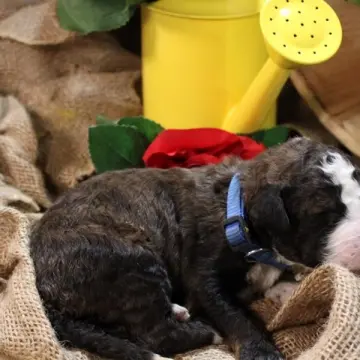 Tango