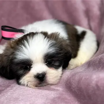 Junebug | image 8