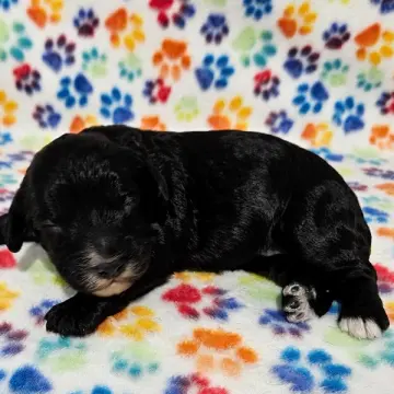 Nigel | image 2