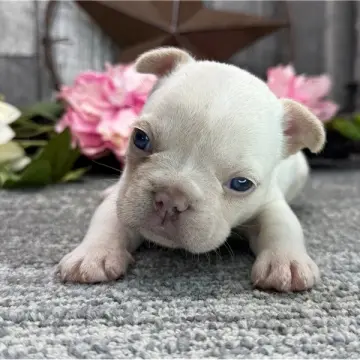 Marlo | image 2