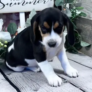 Teddy | image 3