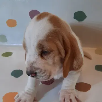 Nigel
