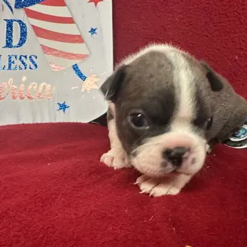 Finn | image 6