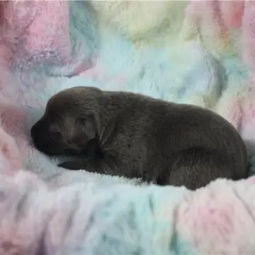 Jace | image 2