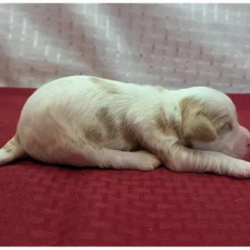 Lucky | image 3