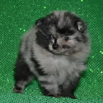 Floyd | image 2