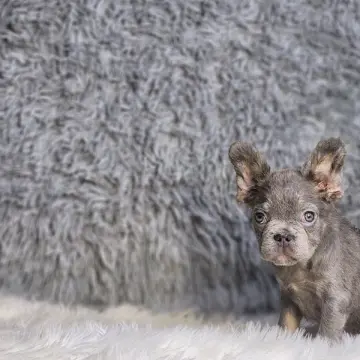Tater | image 3