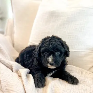 Billie | image 2