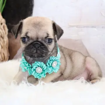 Nikki | image 3