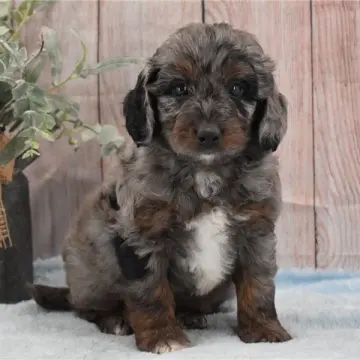 Monty | image 5