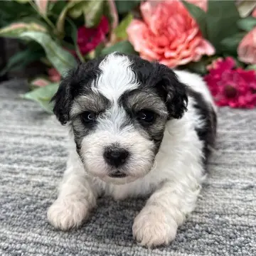 Oliver