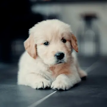 Test advertisement about - Charming Golden Retriever Puppies For Sale | image 2