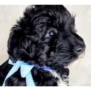 Finn | image 3
