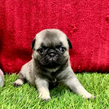 Bella