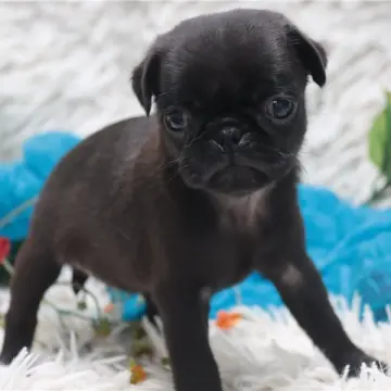 Cici