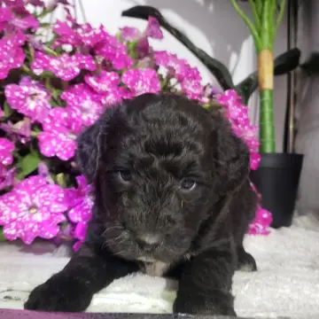Lily | image 2