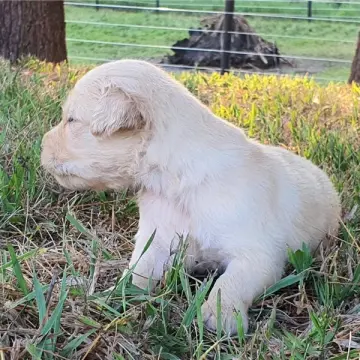 Lennox | image 3