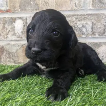 Melvin | image 4