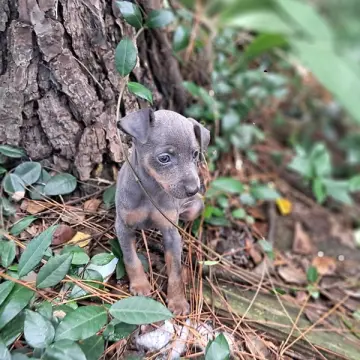 Dusty | image 7