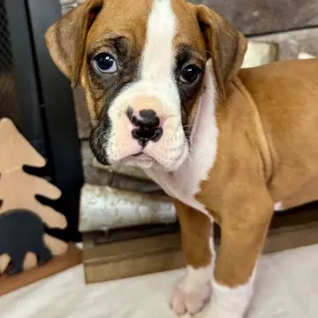Mason | image 2