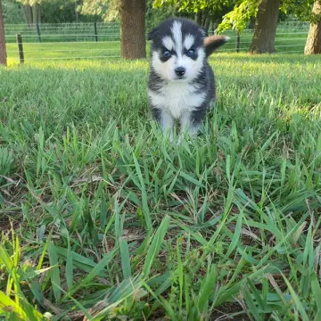 Talia