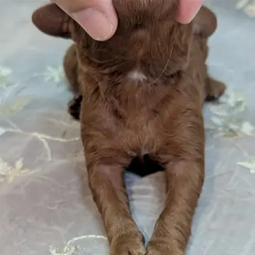 Daphne