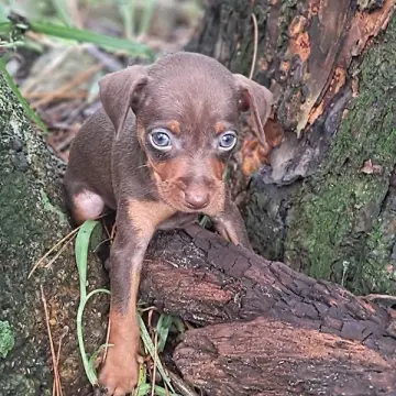 Buster Brown | image 2