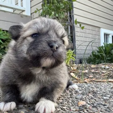 Joey | image 3