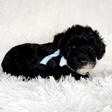 Finn | image 2