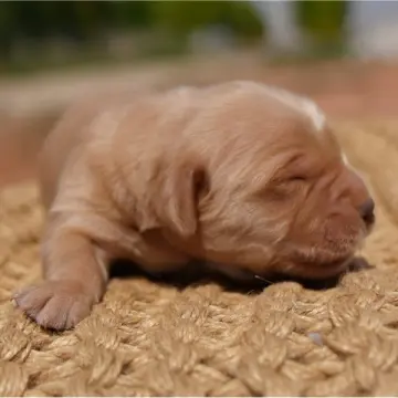 Finn