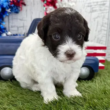 Finn | image 2